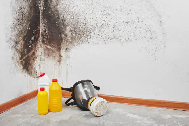 Best Certified Mold Removal  in Bay City, TX