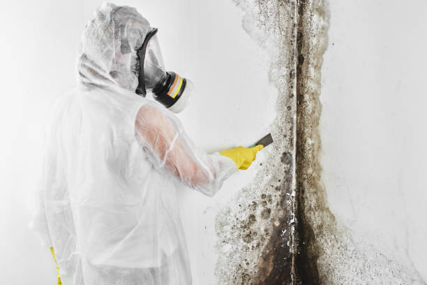 Best Residential Mold Removal  in Bay City, TX