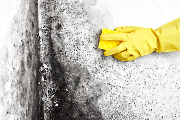 Best Local Mold Removal Service  in Bay City, TX