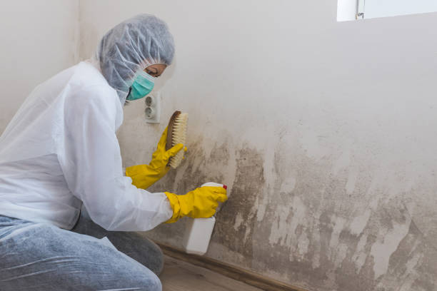 Best Emergency Mold Removal  in Bay City, TX