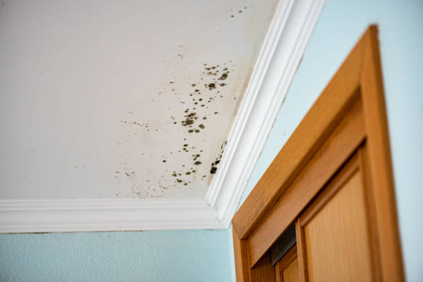 Best Office Mold Removal Services  in Bay City, TX