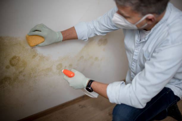 Best Mold Cleaning Services  in Bay City, TX