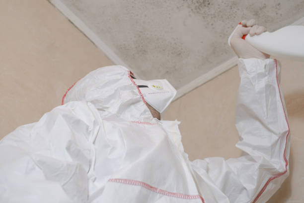 Best Best Mold Removal Companies  in Bay City, TX