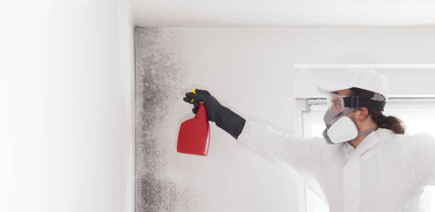 Best Same-Day Mold Removal  in Bay City, TX