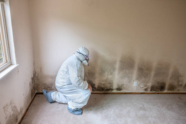 Best Mold Damage Repair  in Bay City, TX