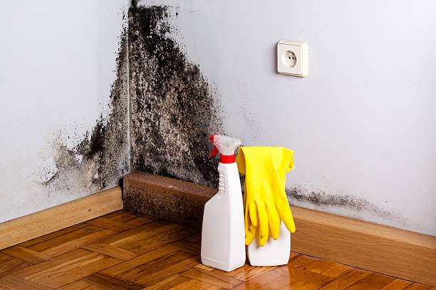 Best Commercial Mold Removal  in Bay City, TX