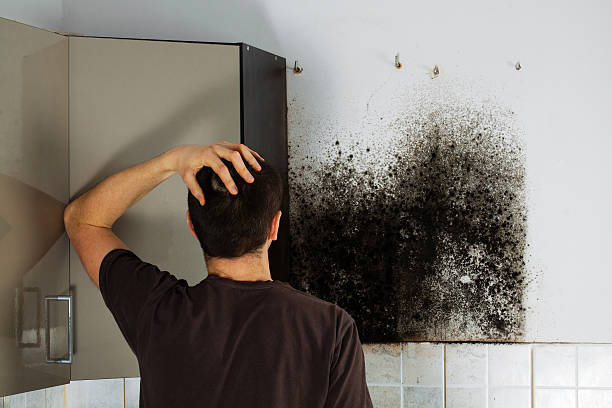 Best Mold Removal Company Near Me  in Bay City, TX