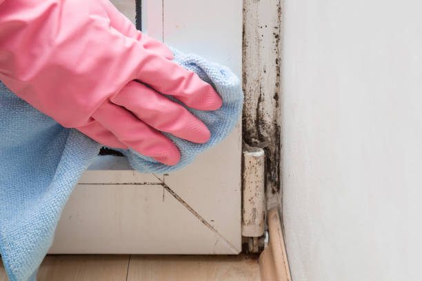 Best Best Mold Removal Companies  in Bay City, TX