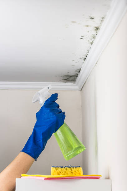 Best Toxic Mold Removal  in Bay City, TX