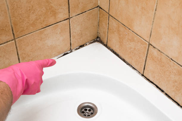 Best Commercial Mold Removal  in Bay City, TX