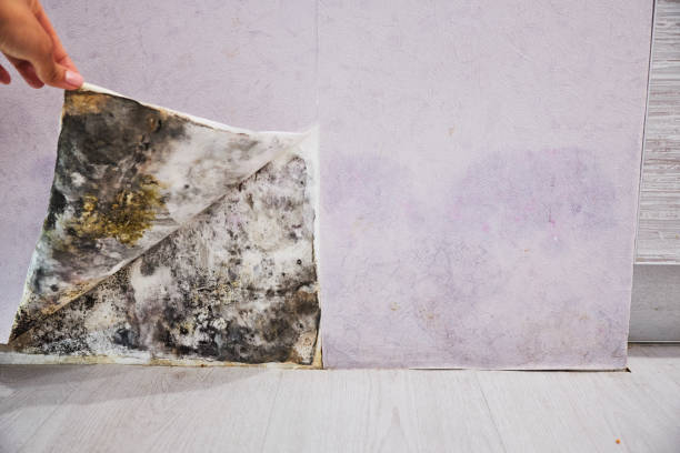 Trusted Bay City, TX Mold Removal Experts